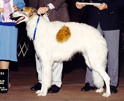 Top Conformation Borzoi 1993